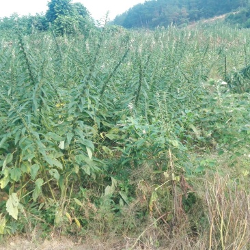 芝麻油