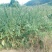 芝麻油