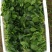 大叶菠菜15~20厘米