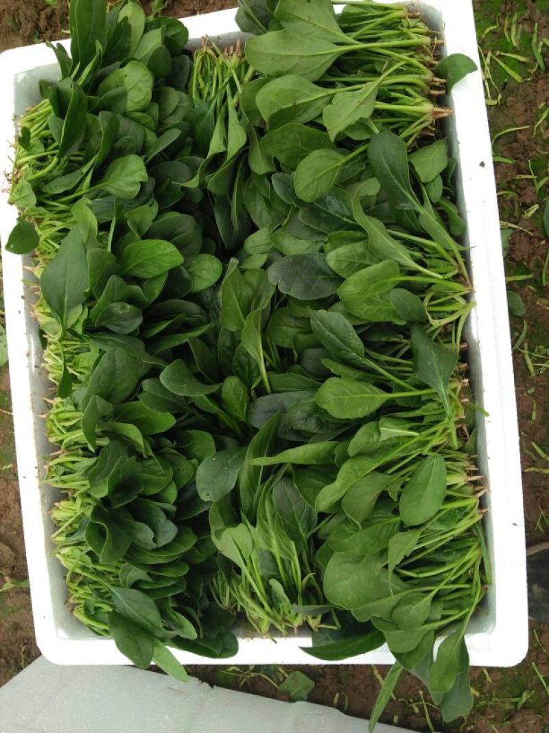 大叶菠菜15~20厘米