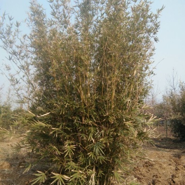 绿竹3~4m