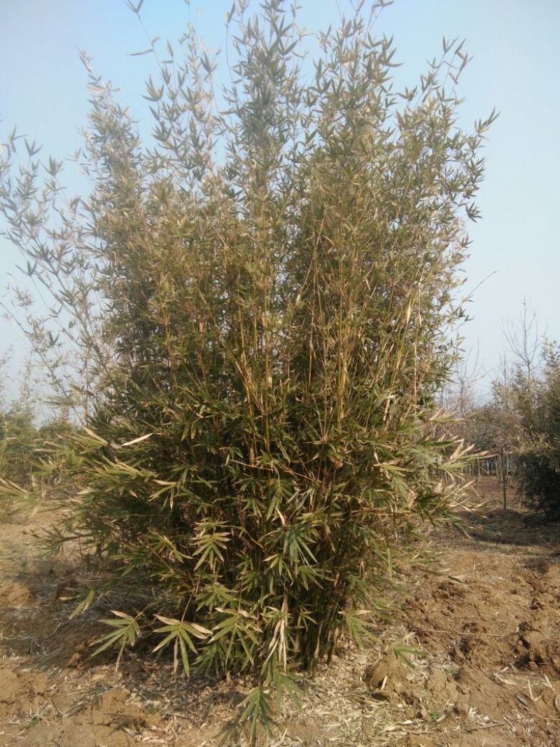 绿竹3~4m