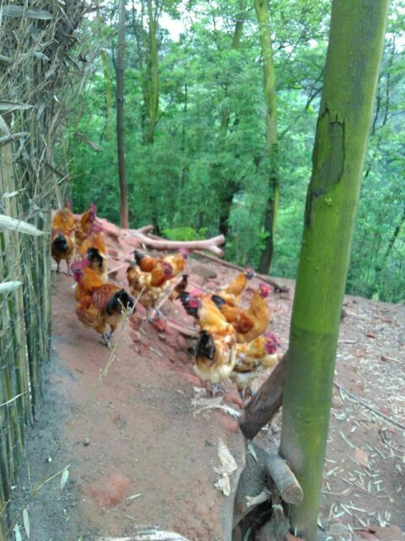 乌鸡