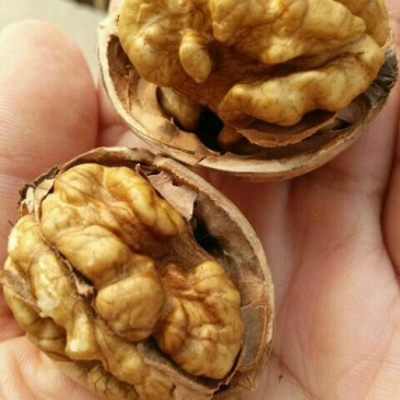 薄皮核桃30mm以上去皮干