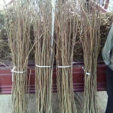 皂角树苗80~100cm