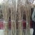 皂角树苗80~100cm