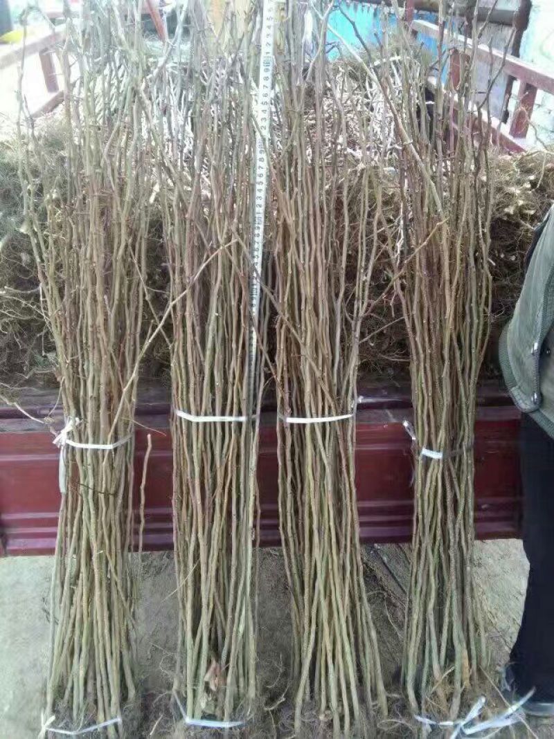皂角树苗80~100cm