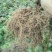 【精品】永顺猕猴桃种植合作社东红猕猴桃树苗水杨桃嫁接苗