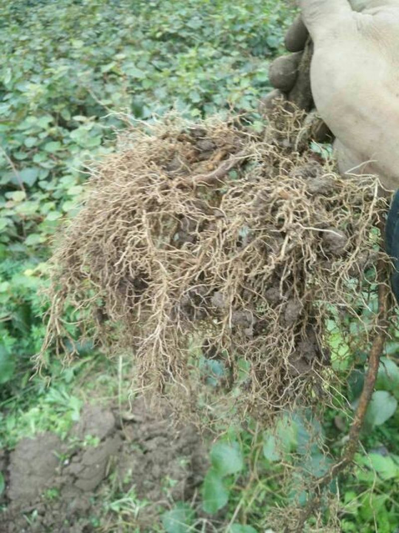 【精品】永顺猕猴桃种植合作社东红猕猴桃树苗水杨桃嫁接苗