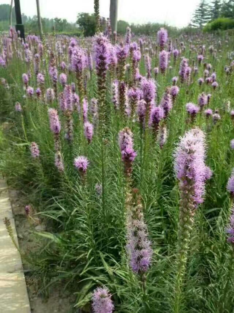 瓜叶菊种苗