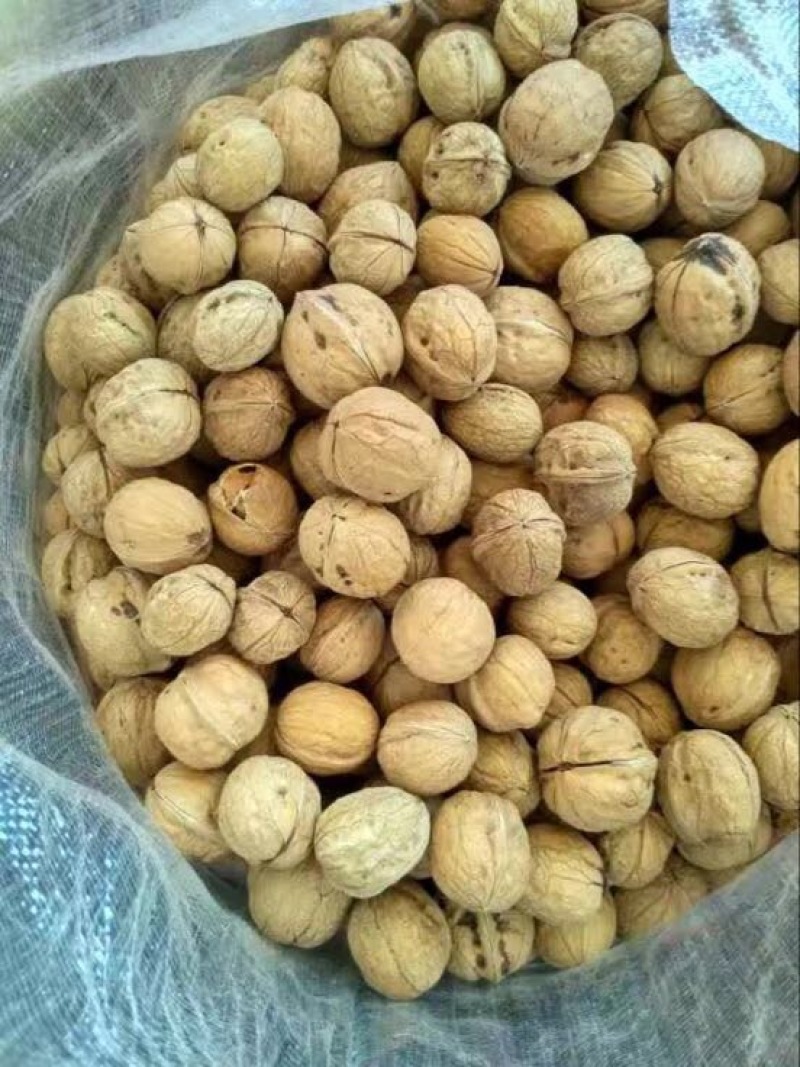 薄皮核桃