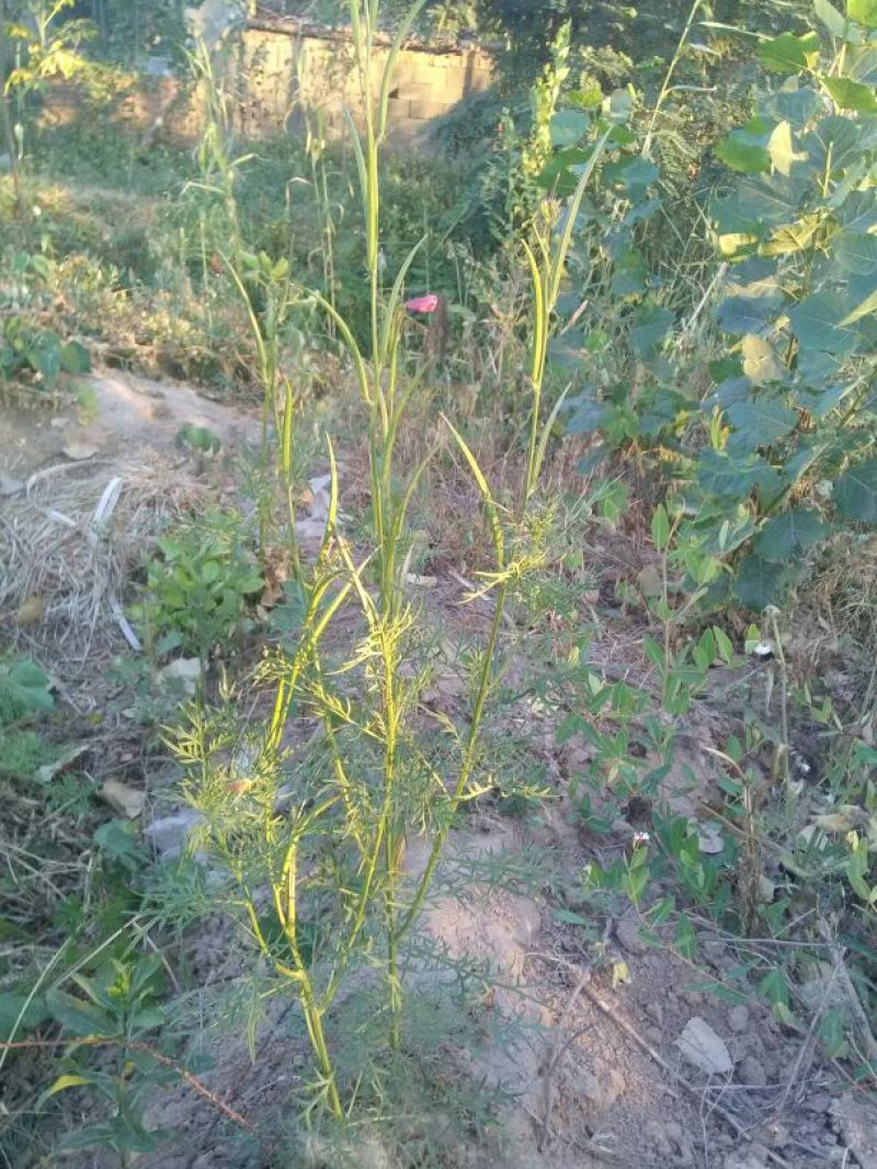 透骨草