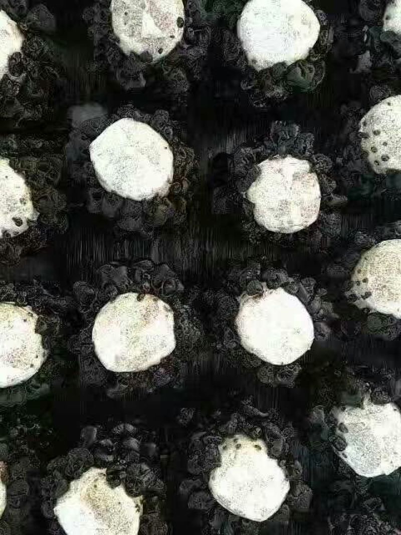秋耳一级