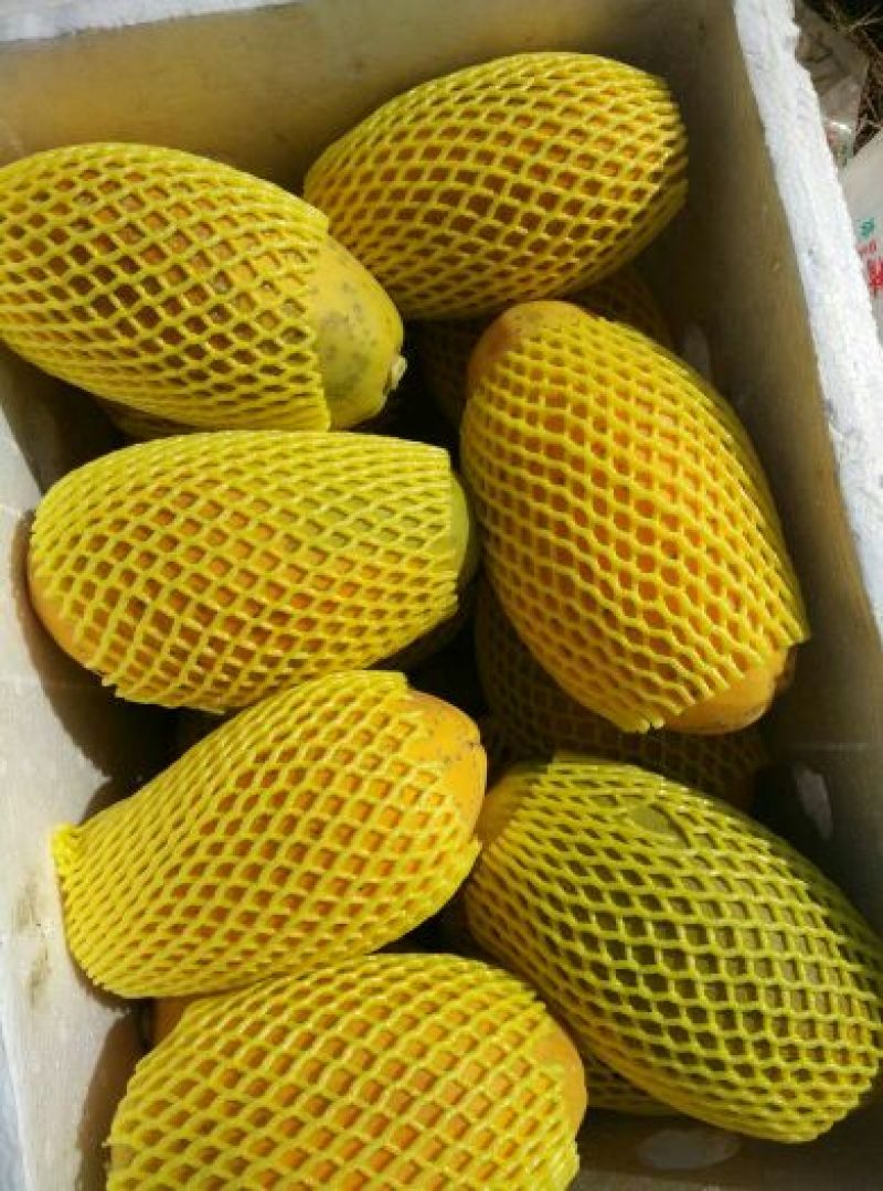 水果木瓜
