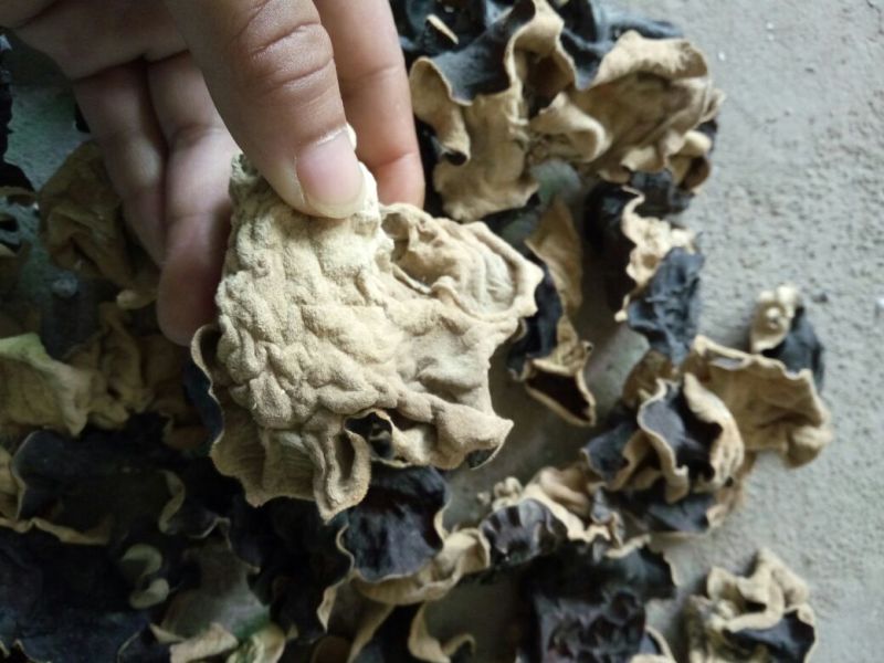 毛木耳特级