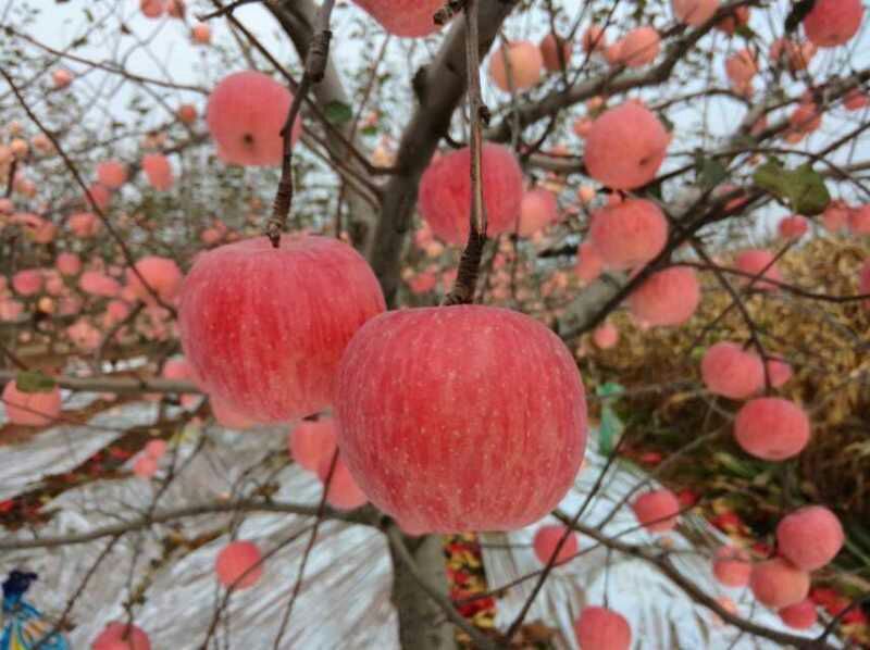 陕西红富士产地直发，货源充足，价格优惠，欢迎客商来电咨询