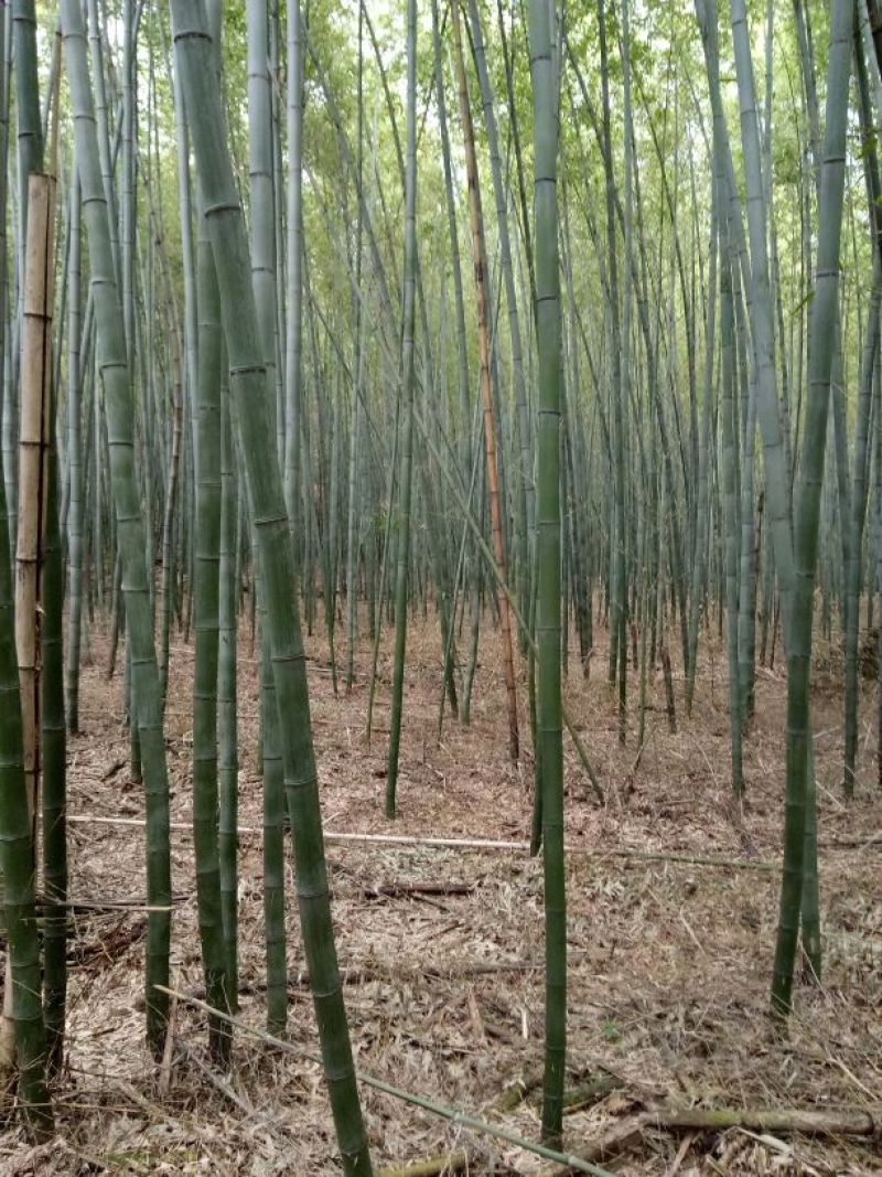 竹子7~8m