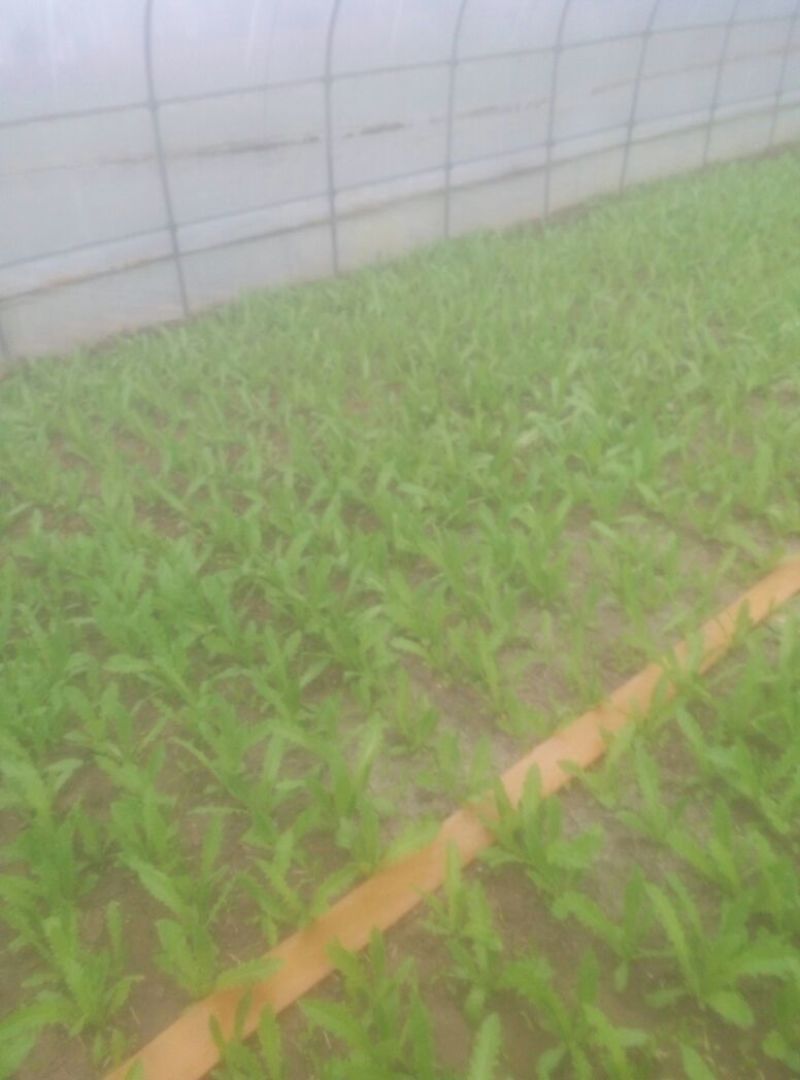 紫油麦菜20~25厘米以上