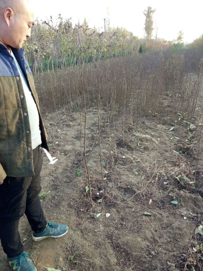 花椒苗1~2年，花椒苗基地直销，大红袍花椒苗