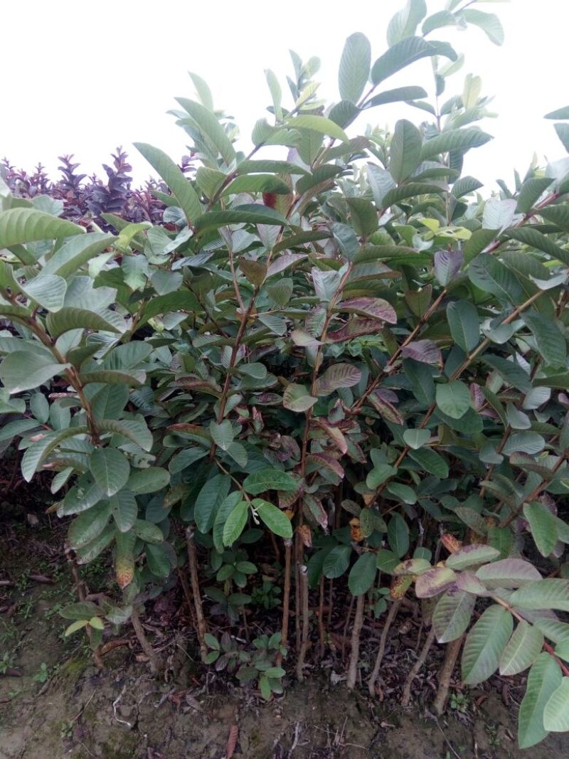 西瓜番石榴苗30~50cm