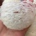 优选燕窝印度尼西亚石板上燕子用体内的物质做出来的燕窝