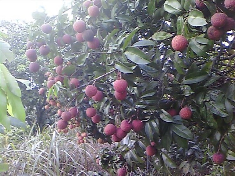 禾荔（淮枝）