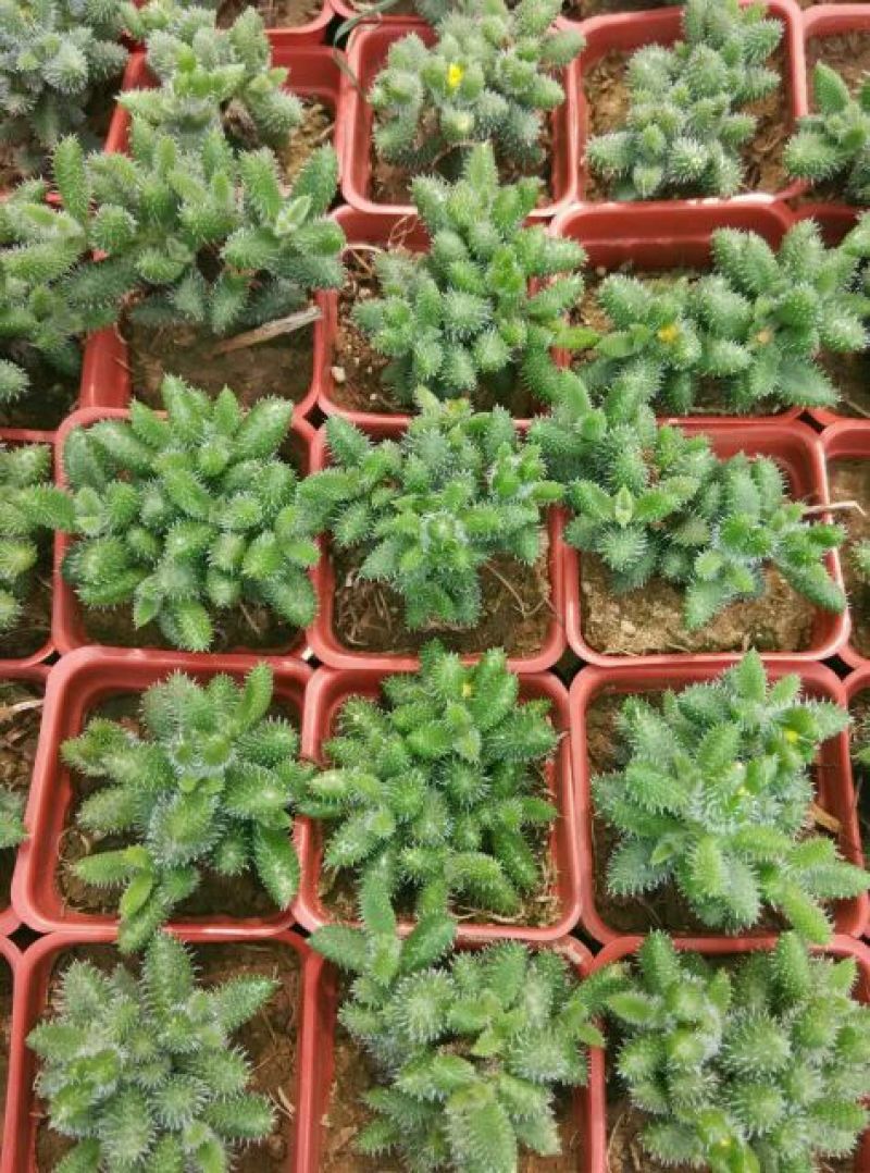 多肉植物带盆栽好