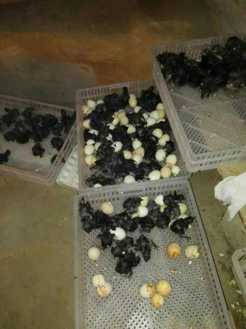 乌鸡苗60~70克出壳苗