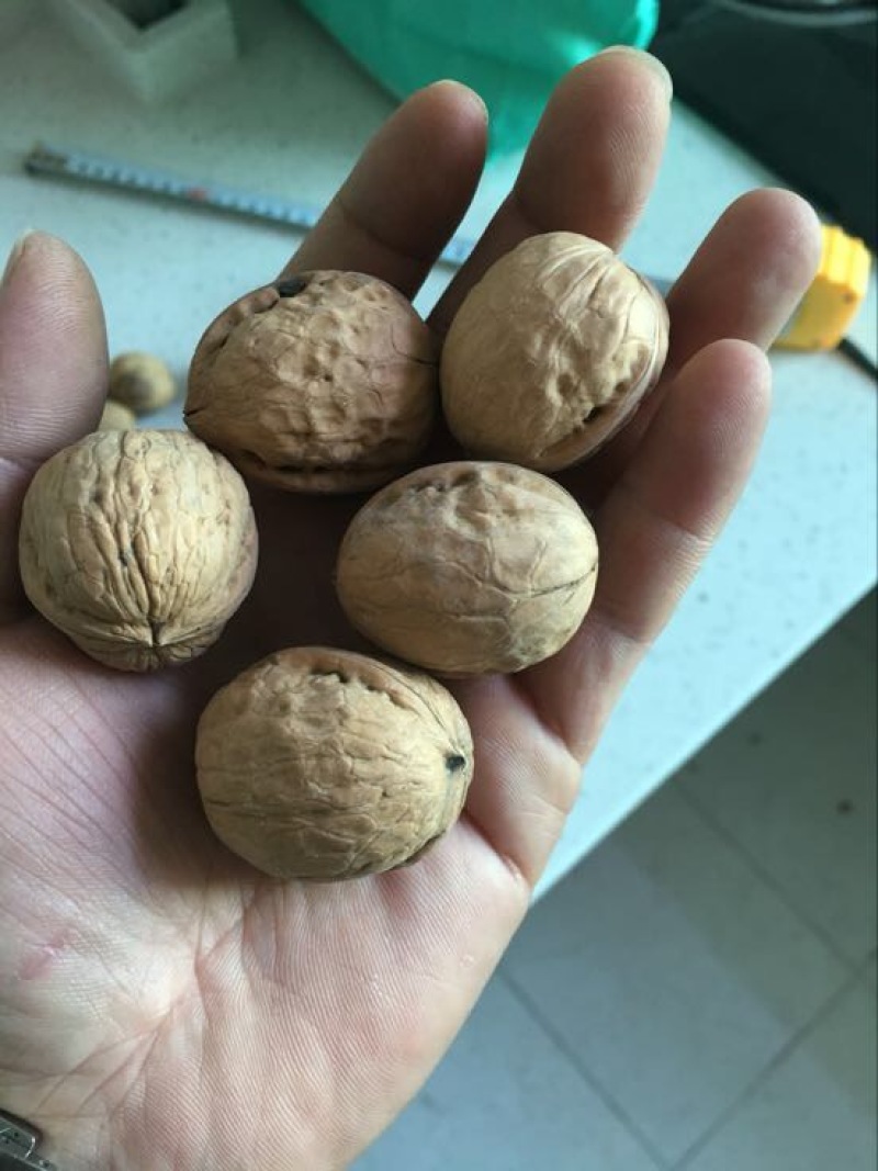 薄皮核桃