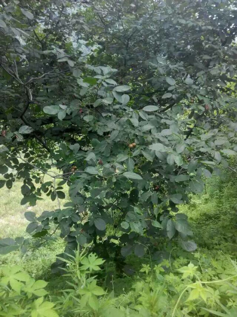纸皮核桃30mm以上去皮