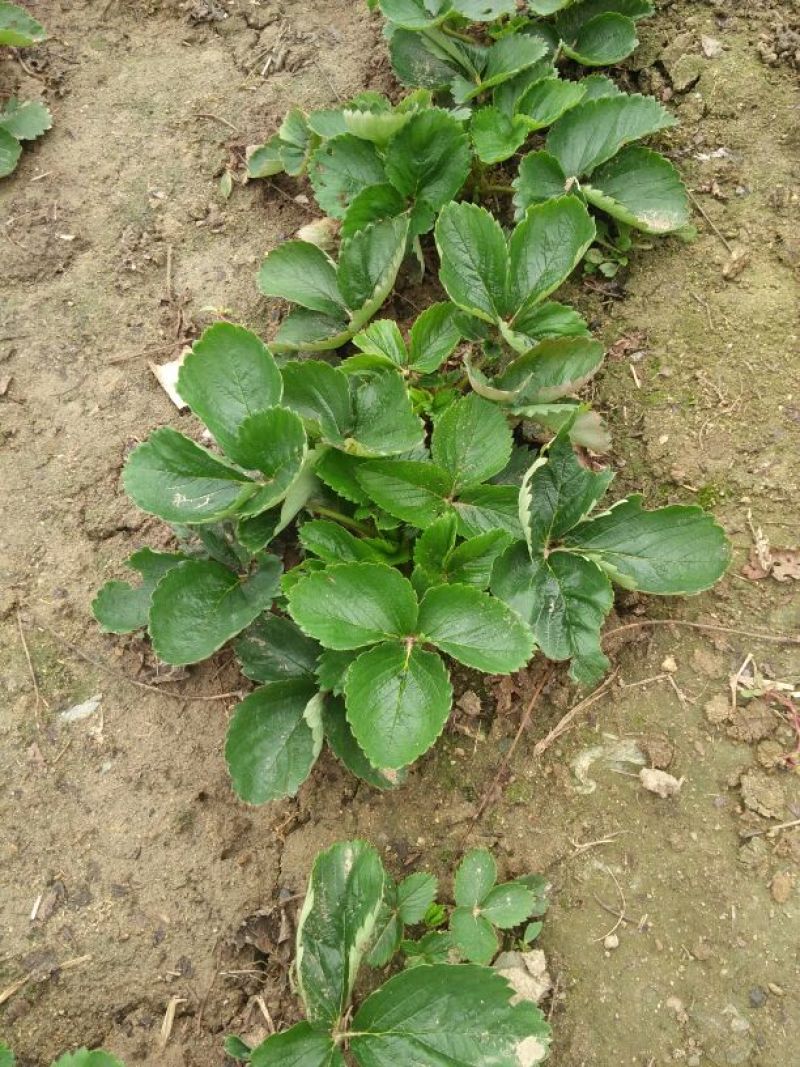 甜查理草莓苗20~30cm