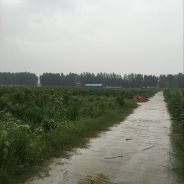 桃树苗