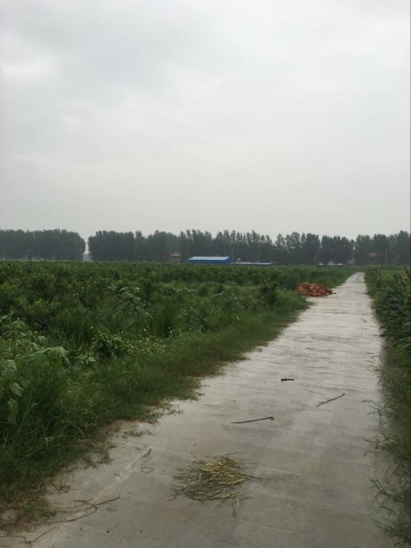桃树苗