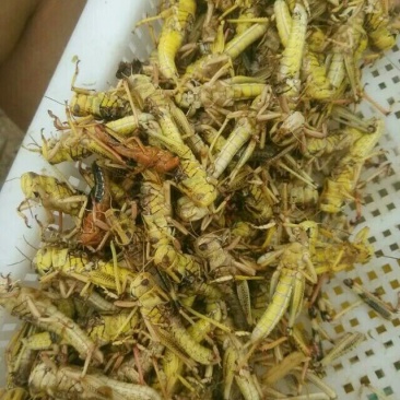 东亚飞蝗食用