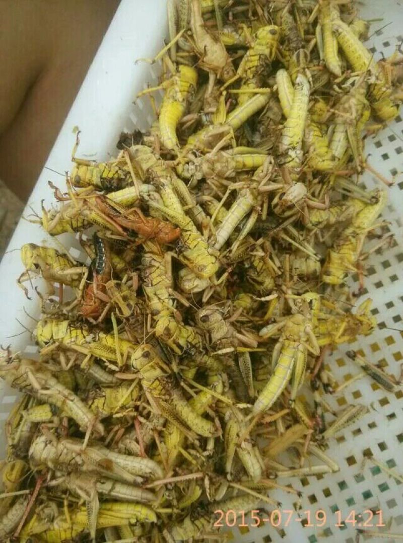 东亚飞蝗食用