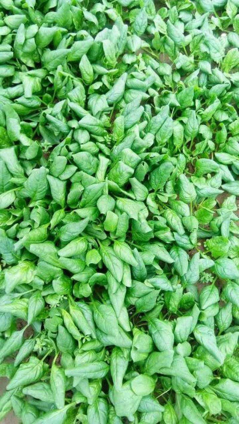 大叶菠菜10~15厘米