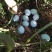 绿壳鸡蛋食用50g以下