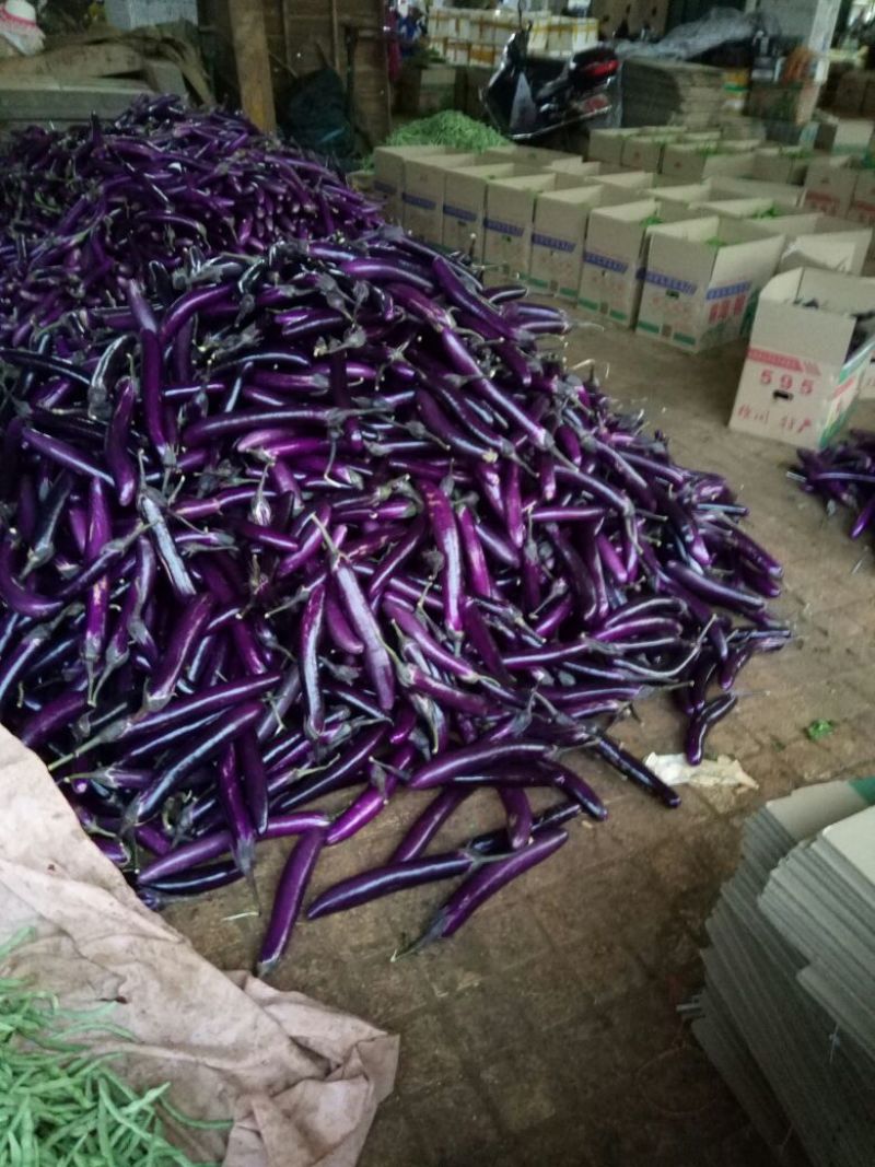 徐闻县精品紫红茄，7两以上，现大量上市，需要的联系我