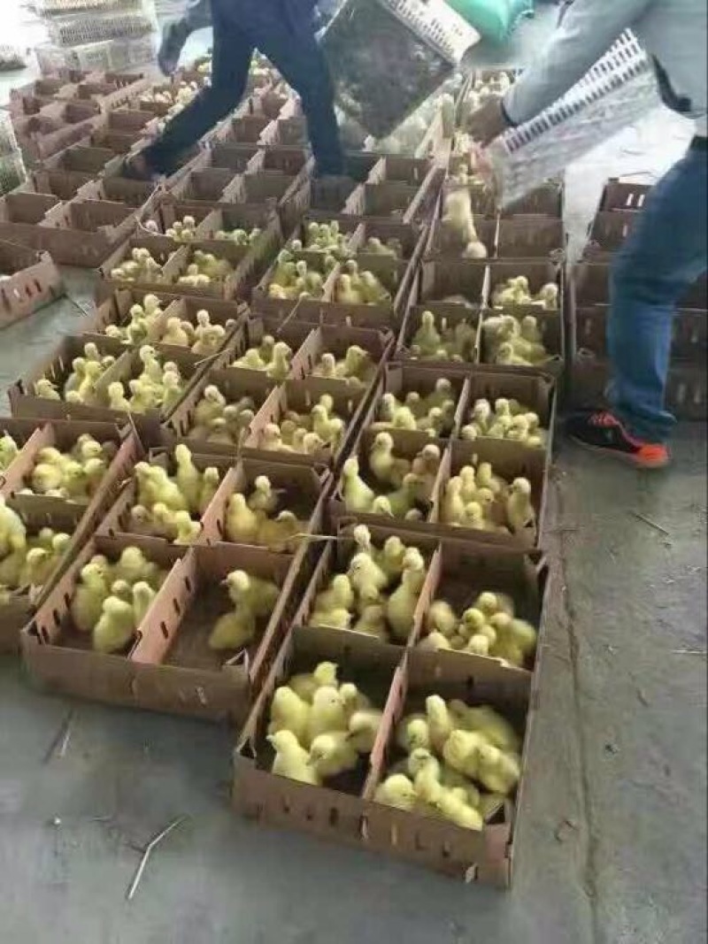 狮头鹅苗