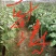 长茄子