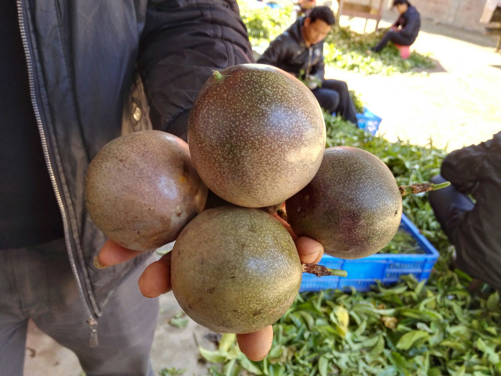 紫香1号百香果苗广西钦州市灵山县_批发_供应