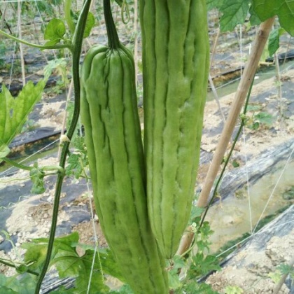 新农村苦瓜海南定安定城镇_批发_供应-一亩田