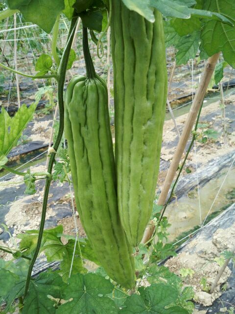 新农村苦瓜海南定安定城镇_批发_供应-一亩田