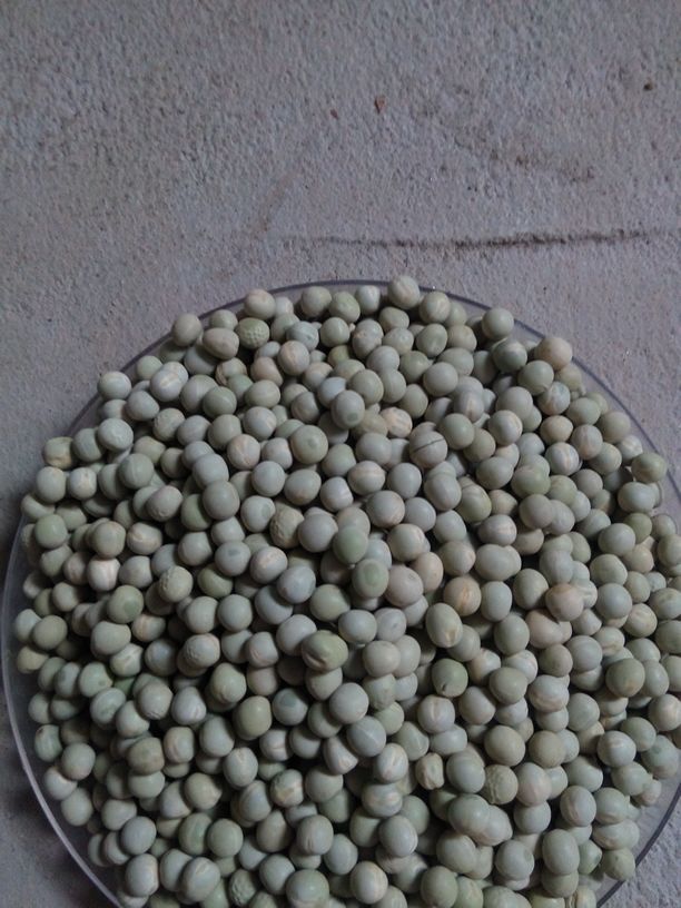 山东省莘县瓜果菌菜批发市场青豌豆 较饱满批