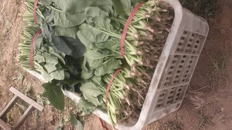 大叶菠菜20~25厘米