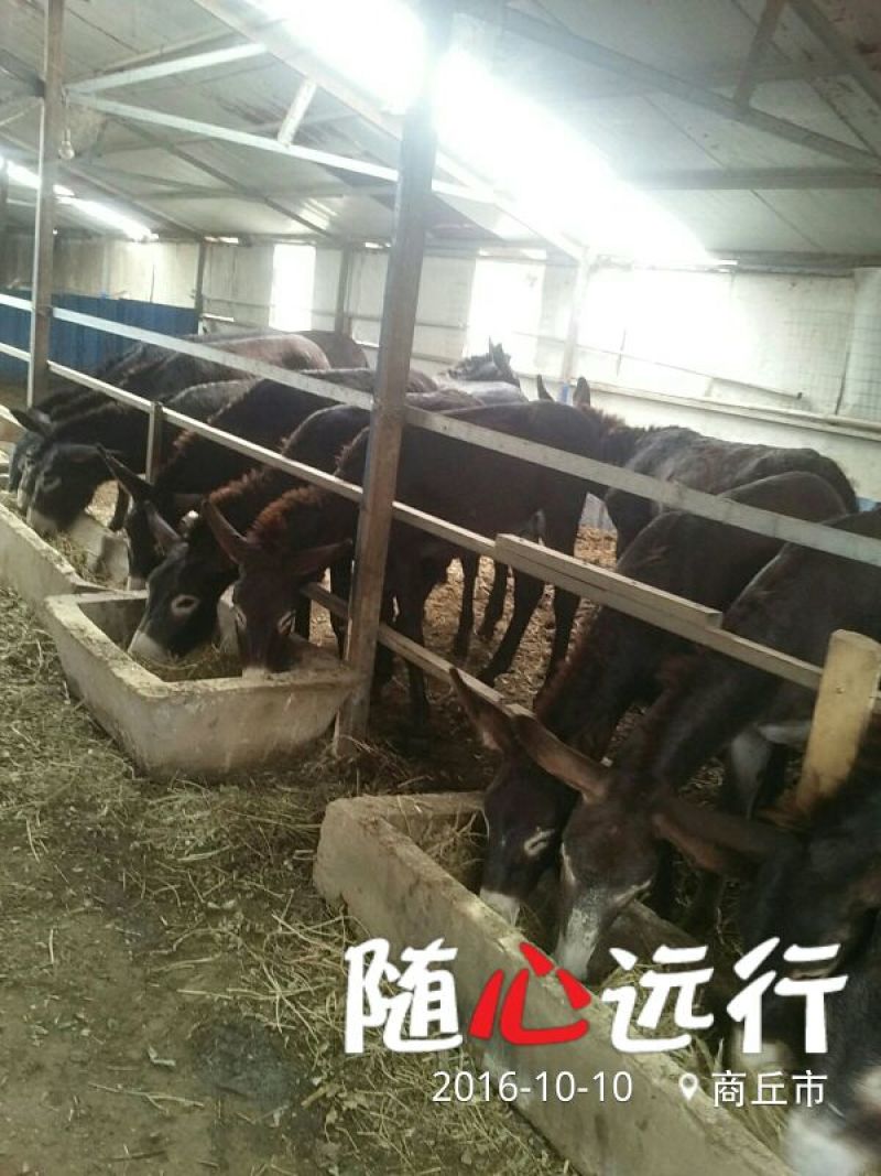 肉驴400~500斤