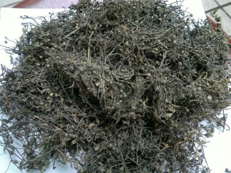 白花蛇舌草
