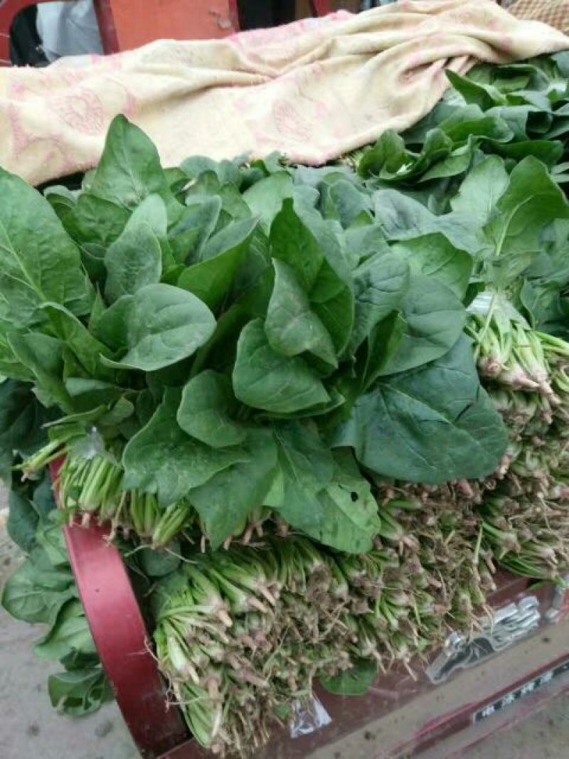 黑叶菠菜20~25厘米