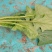 菠菜10~15厘米