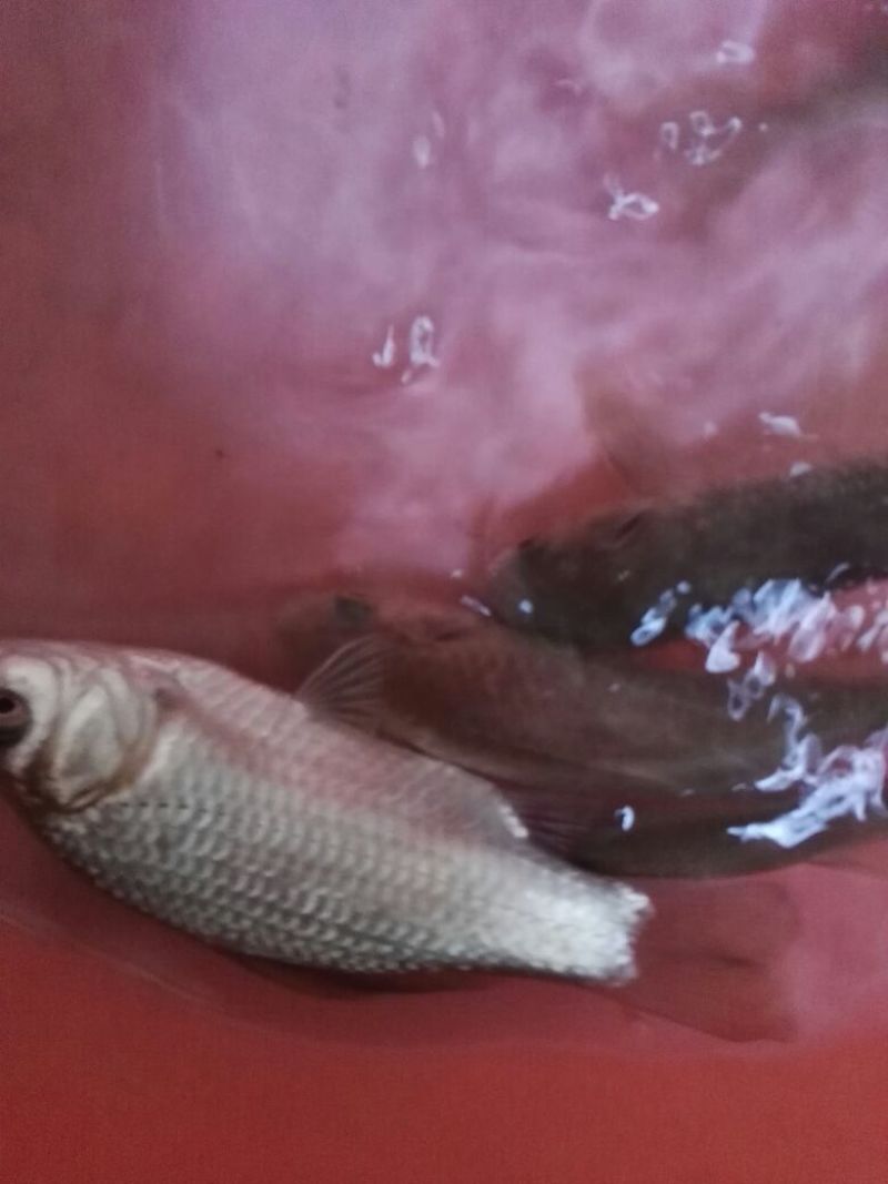 淇河鲫食用